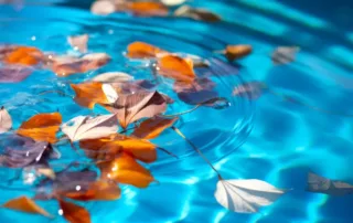 Pool Leaf Removal
