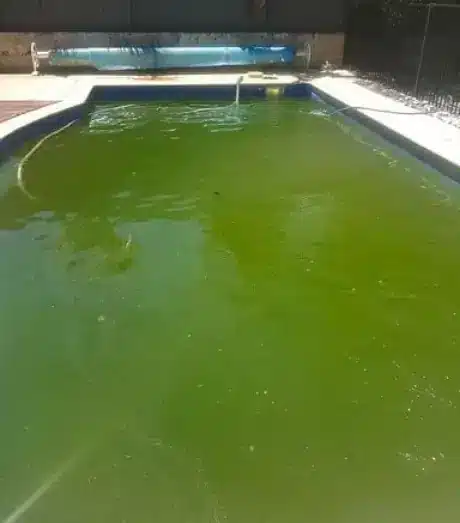 Green Pool Cl 1