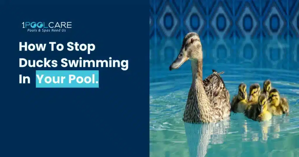Ducks Swimming In Pool 1024x538