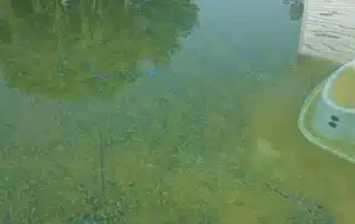 Mustard Algae In Pool 554x554