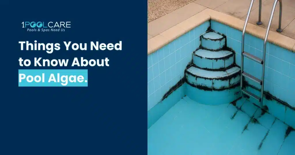 Pool Black Algae 1024x538