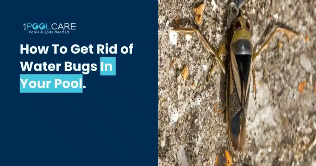 Remove Pool Water Bugs 1024x538