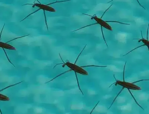 How To Get Rid of Water Bugs In Your Pool